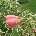 Picasa 2.7